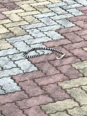 Bungarus multicinctus