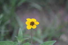 Sclerocarpus uniserialis