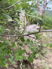 Mimosa distachya