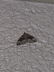 Xanthorhoe defensaria