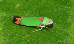 Cicadellini