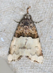 Cobubatha dividua