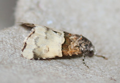 Cobubatha dividua