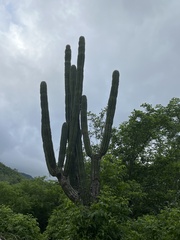 Pachycereus pecten-aboriginum
