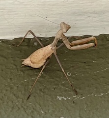 Mantodea