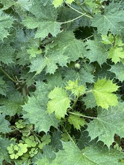 Cnidoscolus maculatus