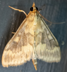 Ostrinia nubilalis