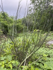 Asclepias subulata
