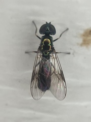 Sarginae