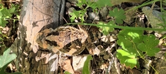 Phrynosoma hernandesi