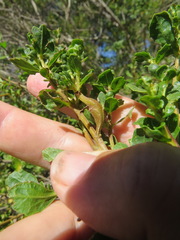 Rhopalomyia baccharis