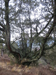 Juniperus flaccida