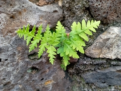Tectaria devexa