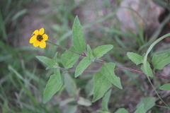 Sclerocarpus uniserialis
