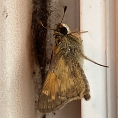 Atalopedes campestris