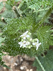Cnidoscolus maculatus