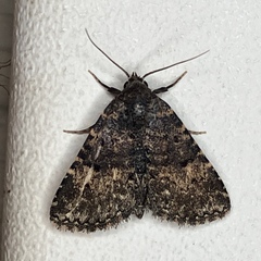 Metalectra diabolica