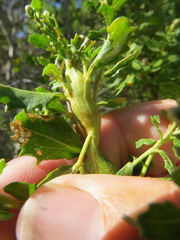 Rhopalomyia baccharis