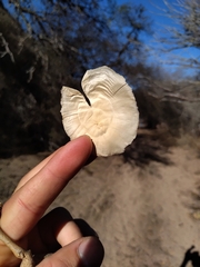 Aspidosperma quebracho-blanco