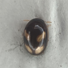 Neolitochrus pulchellus