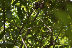 Aegithina lafresnayei