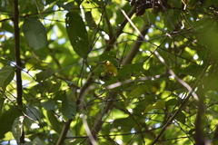 Aegithina lafresnayei