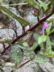 Hypoestes phyllostachya