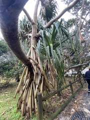 Pandanus