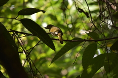 Pycnonotus finlaysoni