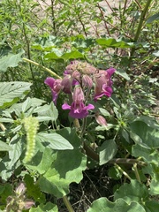 Proboscidea parviflora