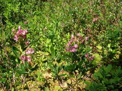 Kalmia microphylla