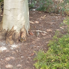 Sericornis frontalis