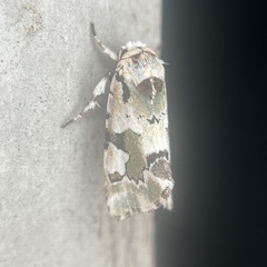 Emarginea percara