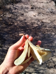 Aspidosperma quebracho-blanco