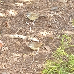 Sericornis frontalis