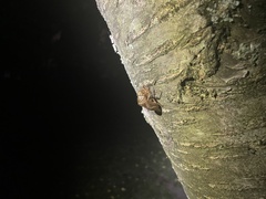 Neotibicen canicularis