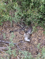 Crotalus oreganus helleri