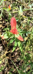 Castilleja nelsonii