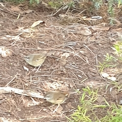 Sericornis frontalis