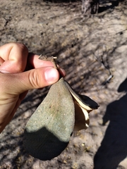 Aspidosperma quebracho-blanco