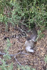 Crotalus oreganus helleri