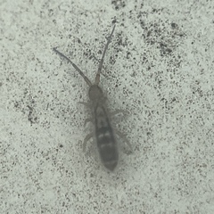Orchesella ainsliei