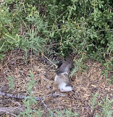 Crotalus oreganus helleri