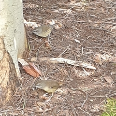 Sericornis frontalis