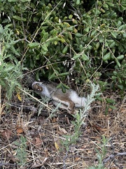 Crotalus oreganus helleri