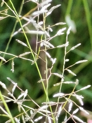 Eragrostis pectinacea