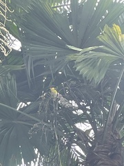 Sphecotheres vieilloti