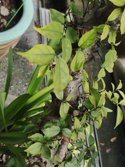 Wrightia religiosa