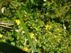 Hypericum anagalloides