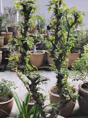 Wrightia religiosa